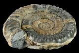 Fossil Ammonite (Microderoceras) - Dorset, England #131896-1